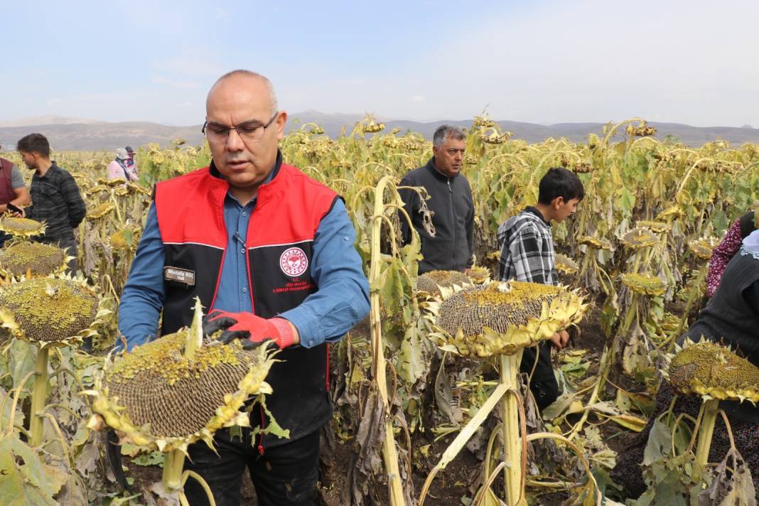 Ağrı Dağı eteklerinde hasadı başladı: 310 milyonluk getiri bekleniyor 8